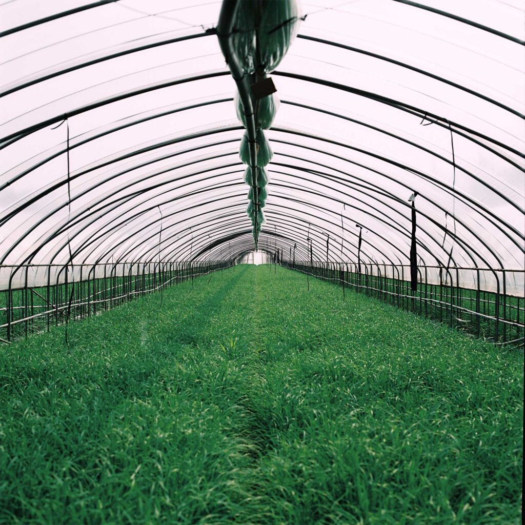 Lush, dark-green vegetables thrive in a vibrant Seoul greenhouse