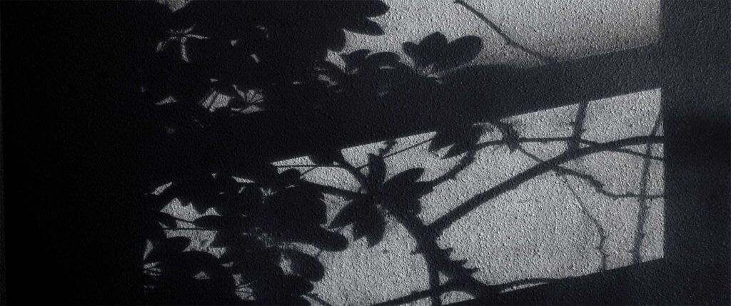 Silhouette of plant shadow against a concrete staircase wall
