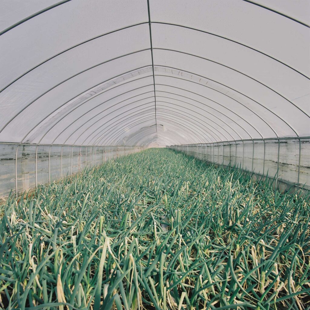 Onions flourishing in a greenhouse on the outskirts of Seoul, South Korea