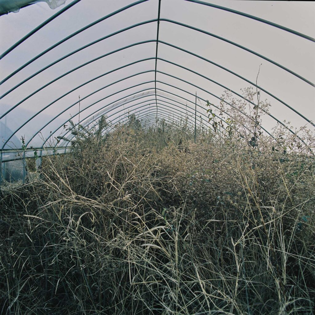 Dry winter overgrowth consumes a greenhouse on Seoul's outskirts, Korea