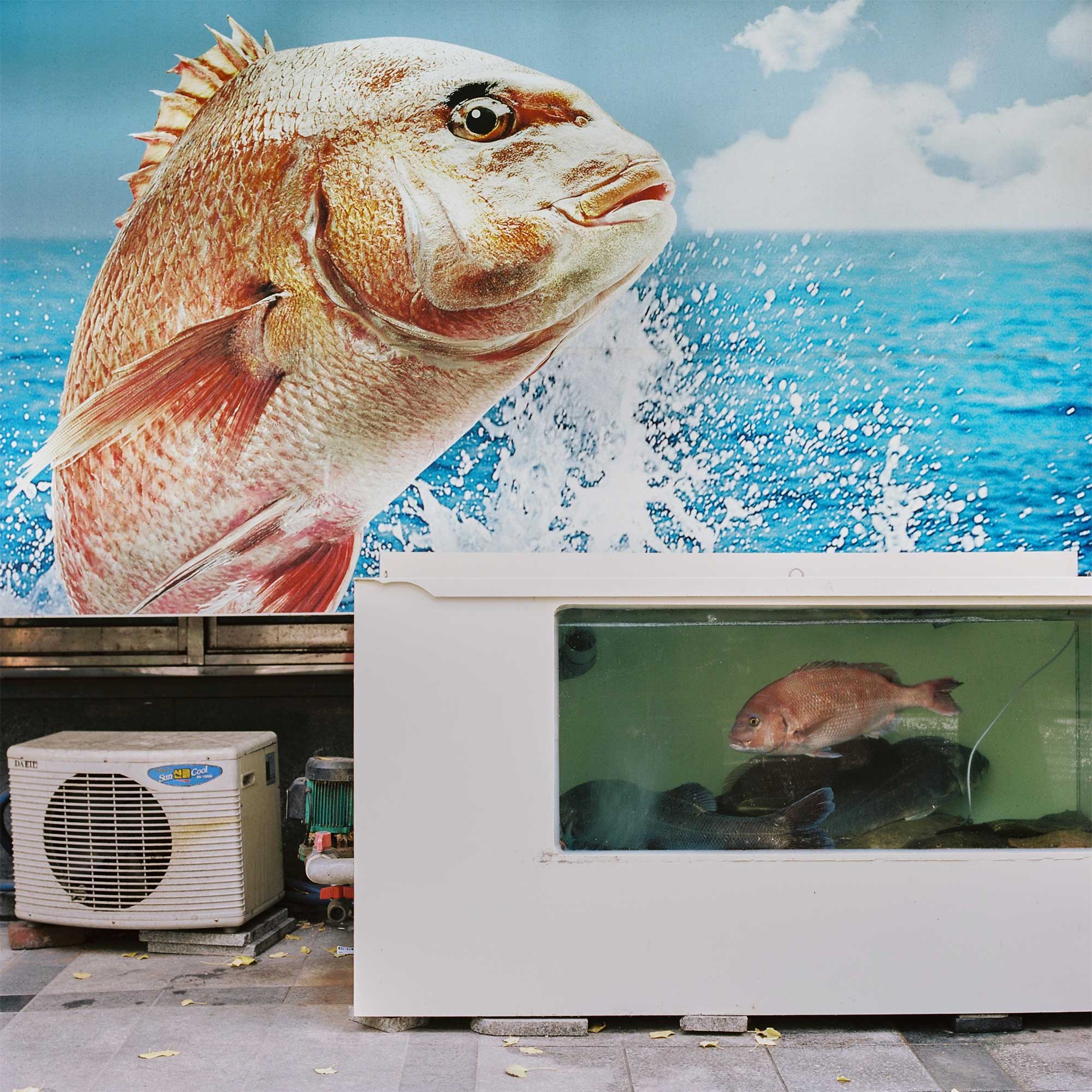 In Jongro, Seoul, South Korea, a fish tank outside a restaurant holds a red snapper, while a billboard above depicts a red snapper leaping out of the ocean, reminiscent of Free Willy