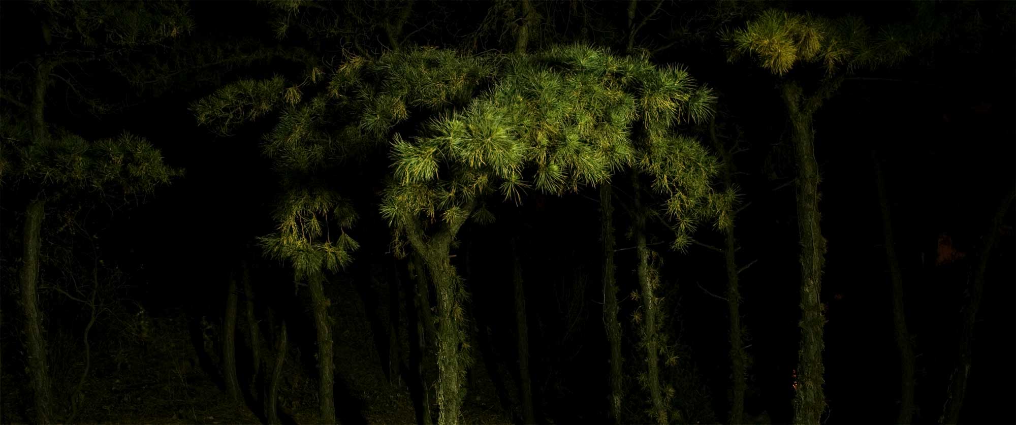 Needle trees illuminated by street light at night