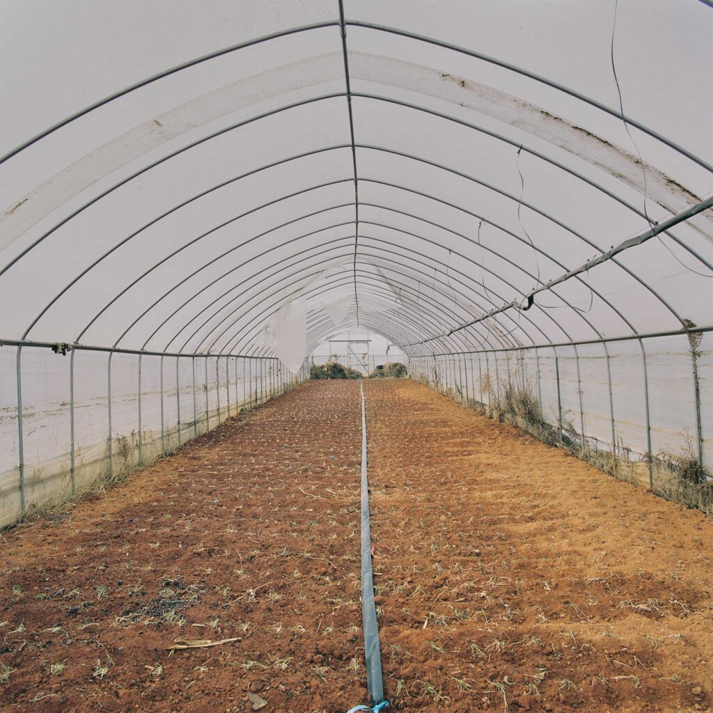 Fallow brown soil in a Seoul outskirts greenhouse. A water pipeline stretches across the soil from end to end