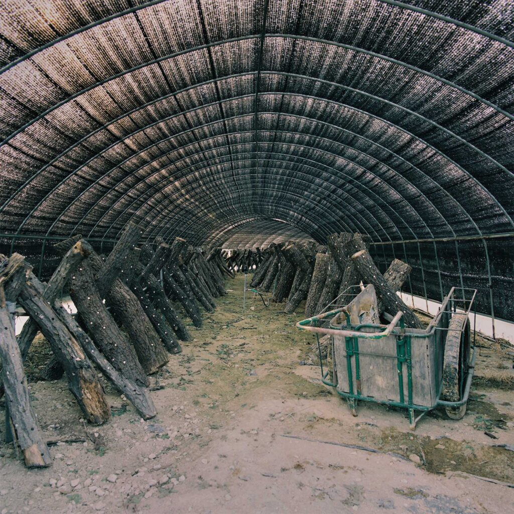 A greenhouse draped in transparent black fabric fosters mushroom growth on logs in Seoul's outskirts