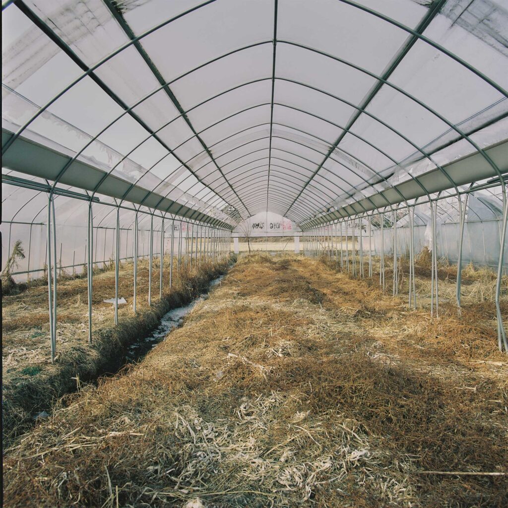 A barren greenhouse spans over dry, collapsed growth on fallow land in a greenhouse on the outskirts of Seoul, South Korea