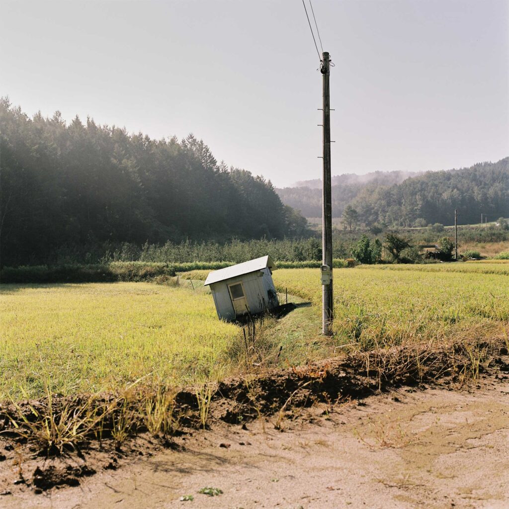 A tilted shed stands amidst rice paddies in the Korean countryside