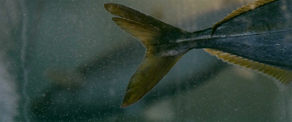 Fish swimming in a tank with visible oxygen bubbles