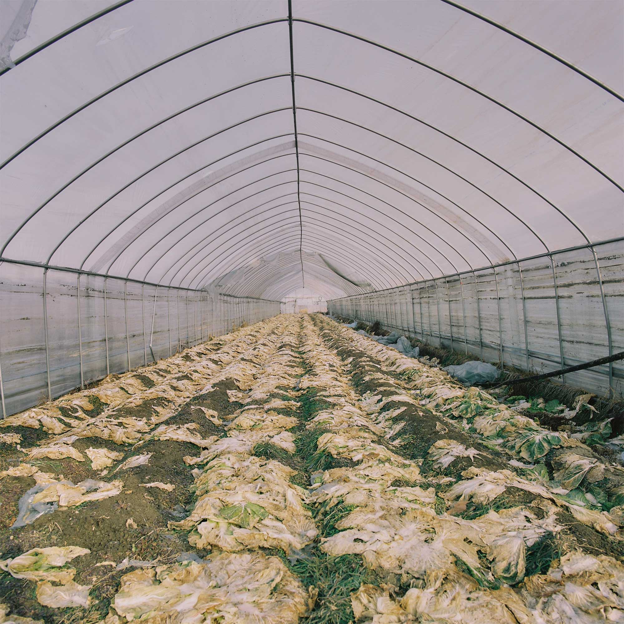 Outer cabbage leaves remaining attached to soil after cropping, in a Seoul greenhouse