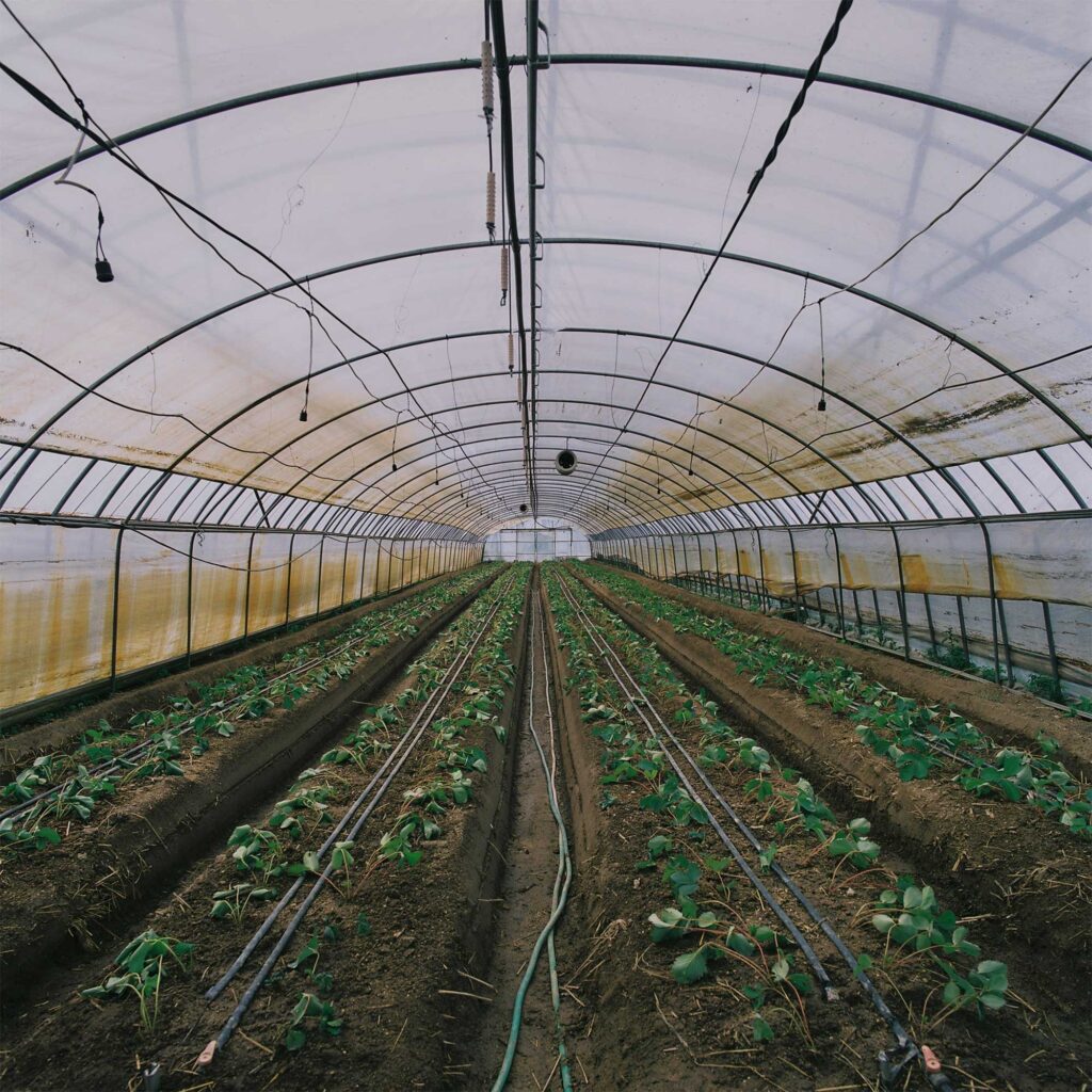 In a Seoul greenhouse, rows of young crop seedlings stretch out graphically