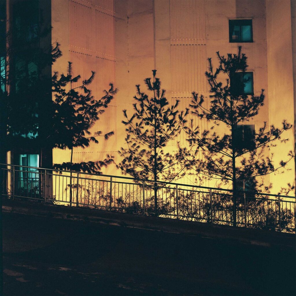 Needle trees at night against an illuminated backdrop of a lit-up apartment building facade