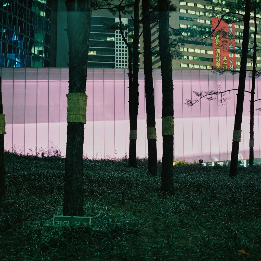 Pine trees in front of a construction fence next to an office building in Seoul, South Korea