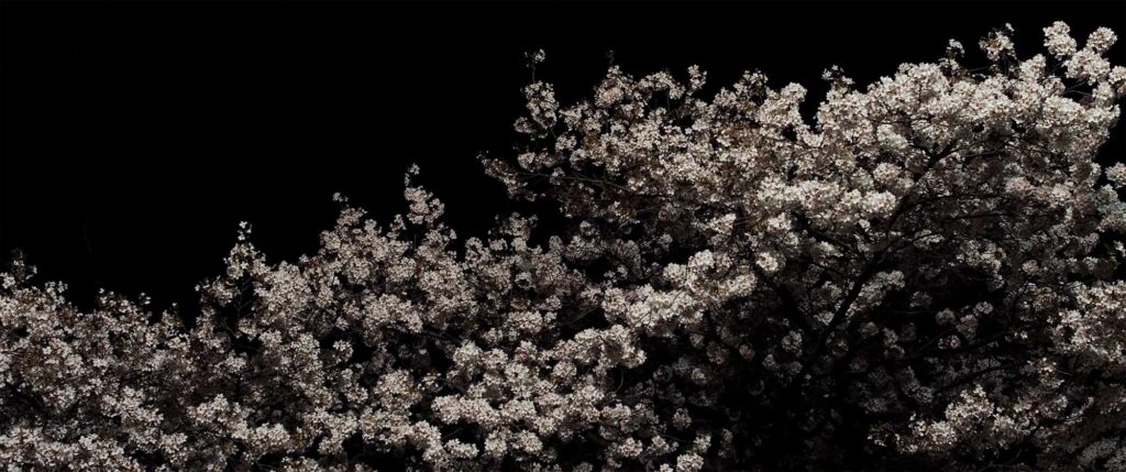 Cherry blossom leaves illuminated by a street lantern at night against the black backdrop of the sky in Seoul, South Korea