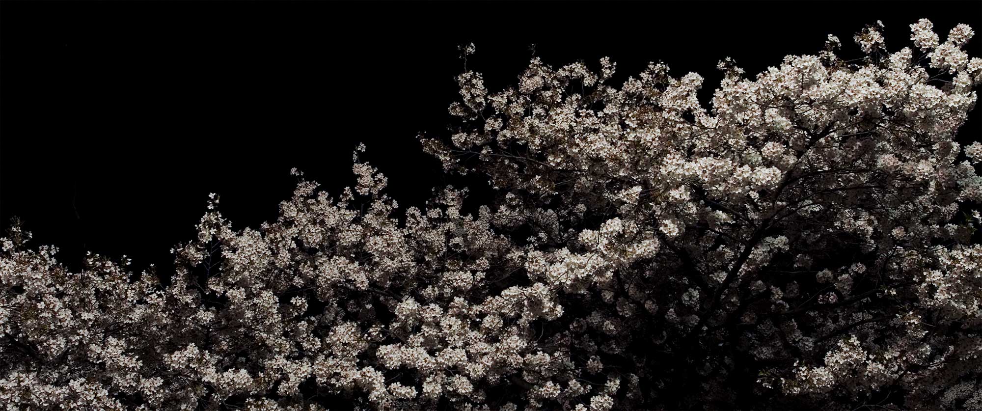 Cherry blossom leaves illuminated by a street lantern at night against the black backdrop of the sky in Seoul, South Korea