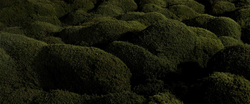 A patch of round-shaped bushes illuminated by the light of a street lantern at night within the city of Seoul, South Korea. The bushes resemble a hilly landscape
