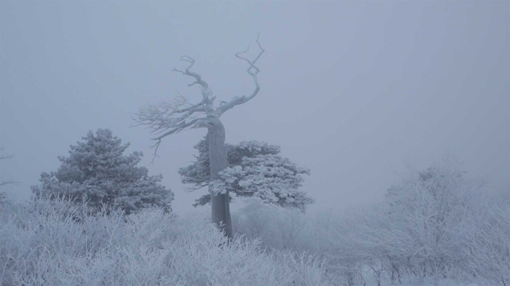 Poster Image of Korean winter landscape atop Taebaek Mountain, showing a tree covered in ice, featured in a film about Soo-Young Kim, winner of the YÉOL Award for Craftsman.