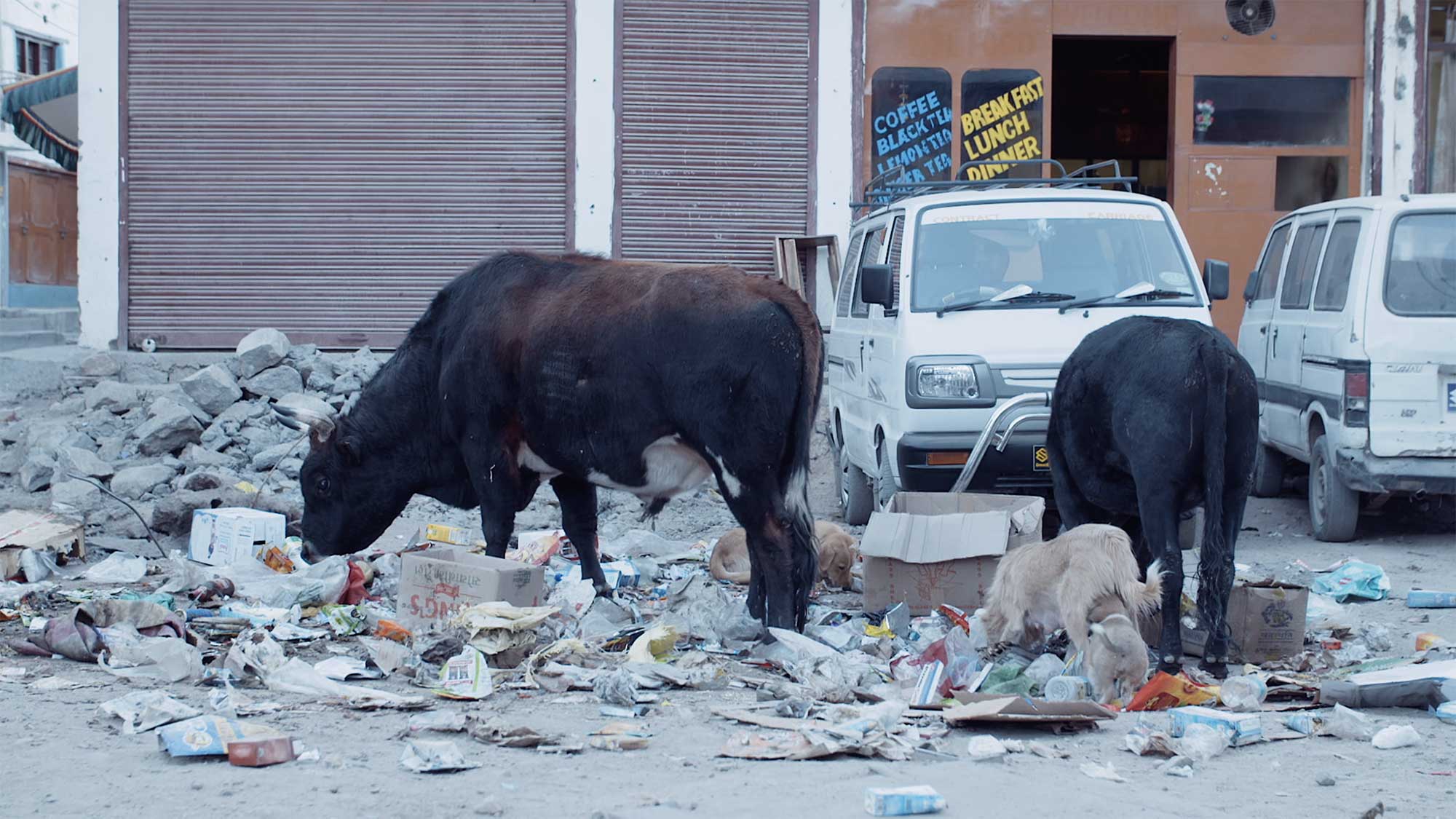 Cows and dogs rummage through the trash in the middle of a street in Leh, Ladakh, India, searching for scraps to eat.
