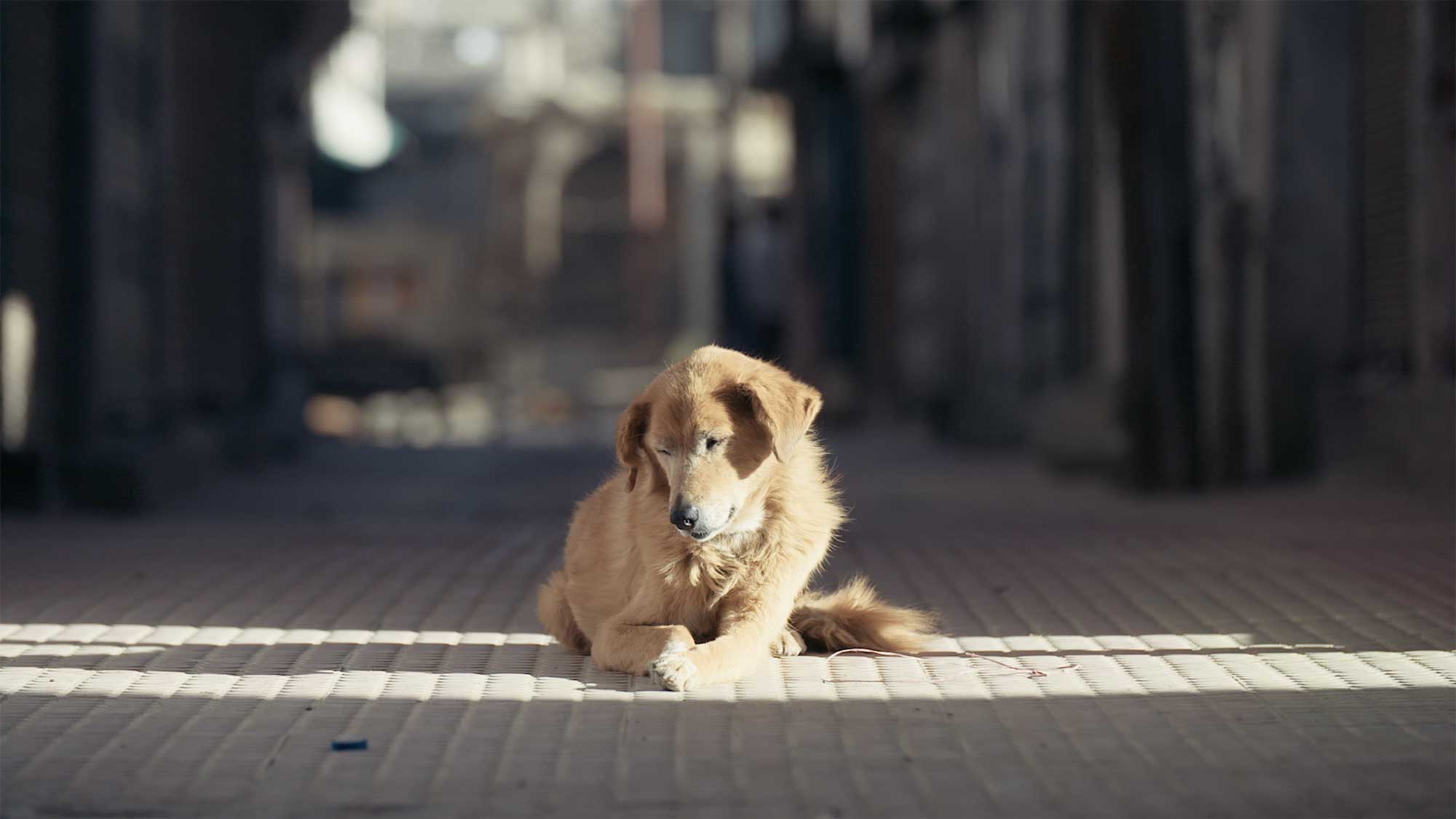 A dog rests in a patch of morning sunlight, seeking warmth in an alleyway in Leh, Ladakh, India.