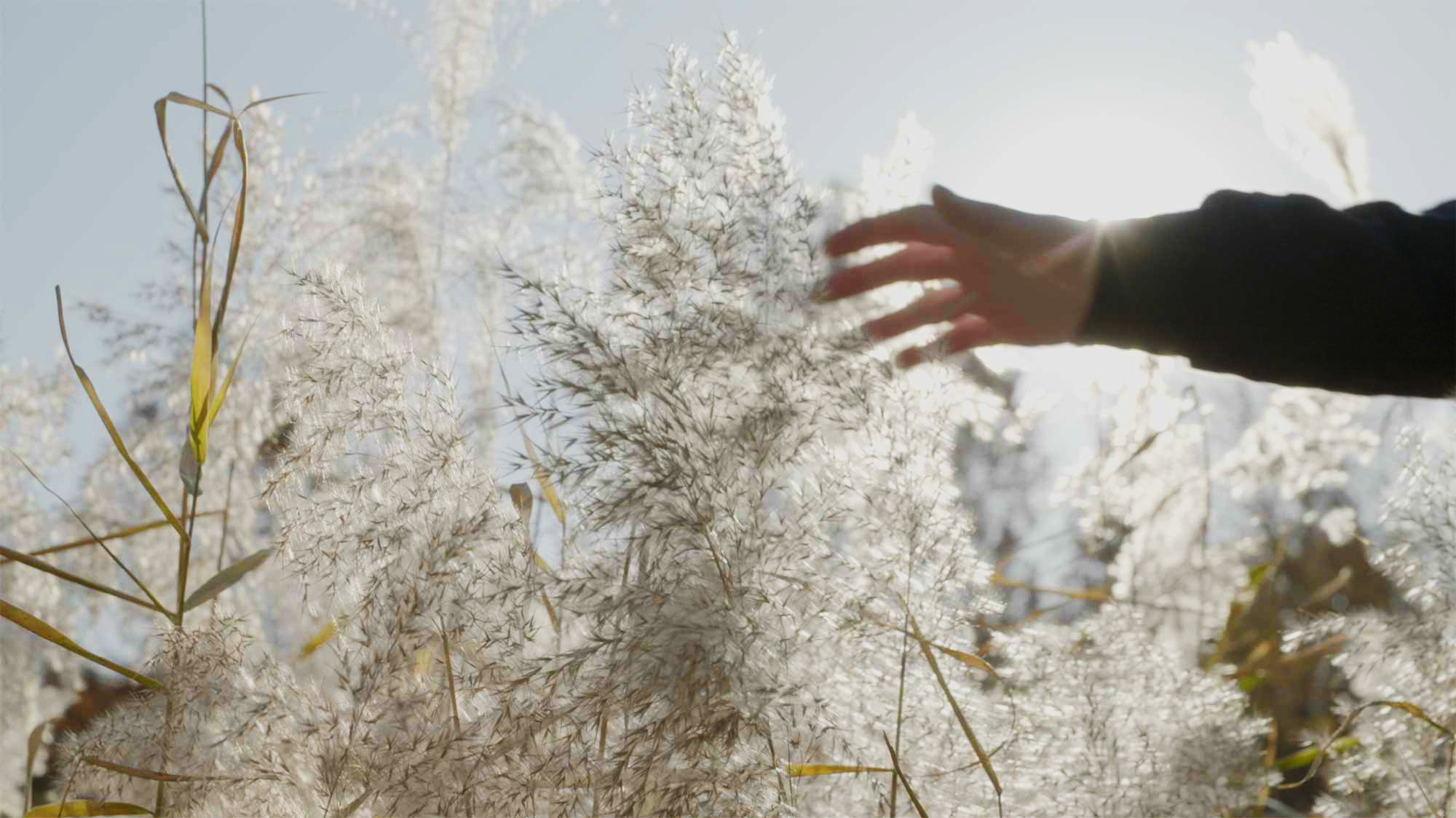 Minerva University student walks on sunny winter afternoon in Seoul, South Korea, touching reed beside sidewalk.