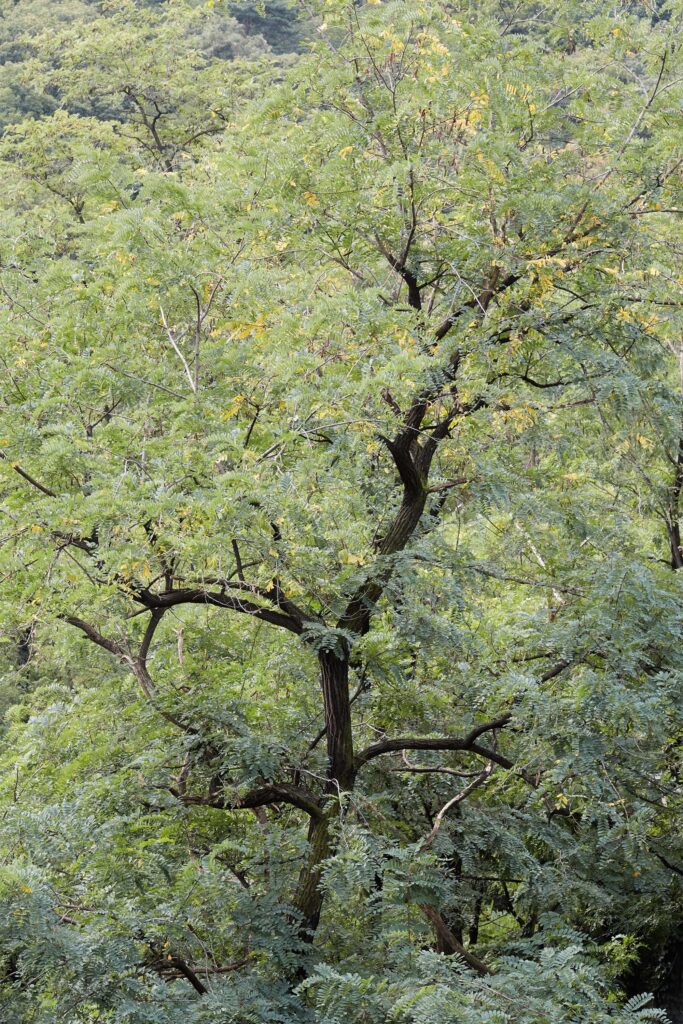 The upper section of a tree showcasing a uniquely shaped branch protruding among the lush leaves that envelop the tree.