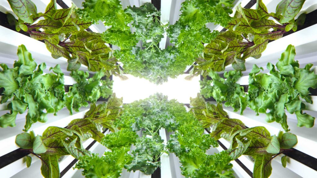 Leafy greens growing under bright vertical lights in Smart Farm.