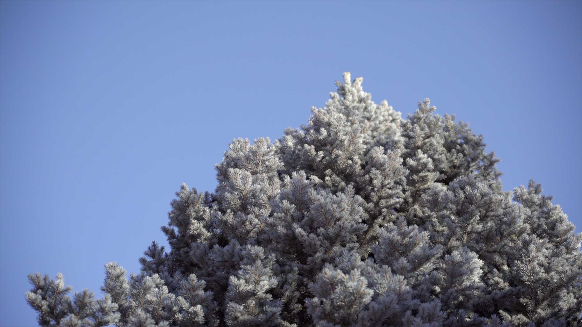 Frost-covered needle tree crown set against clear blue sky.