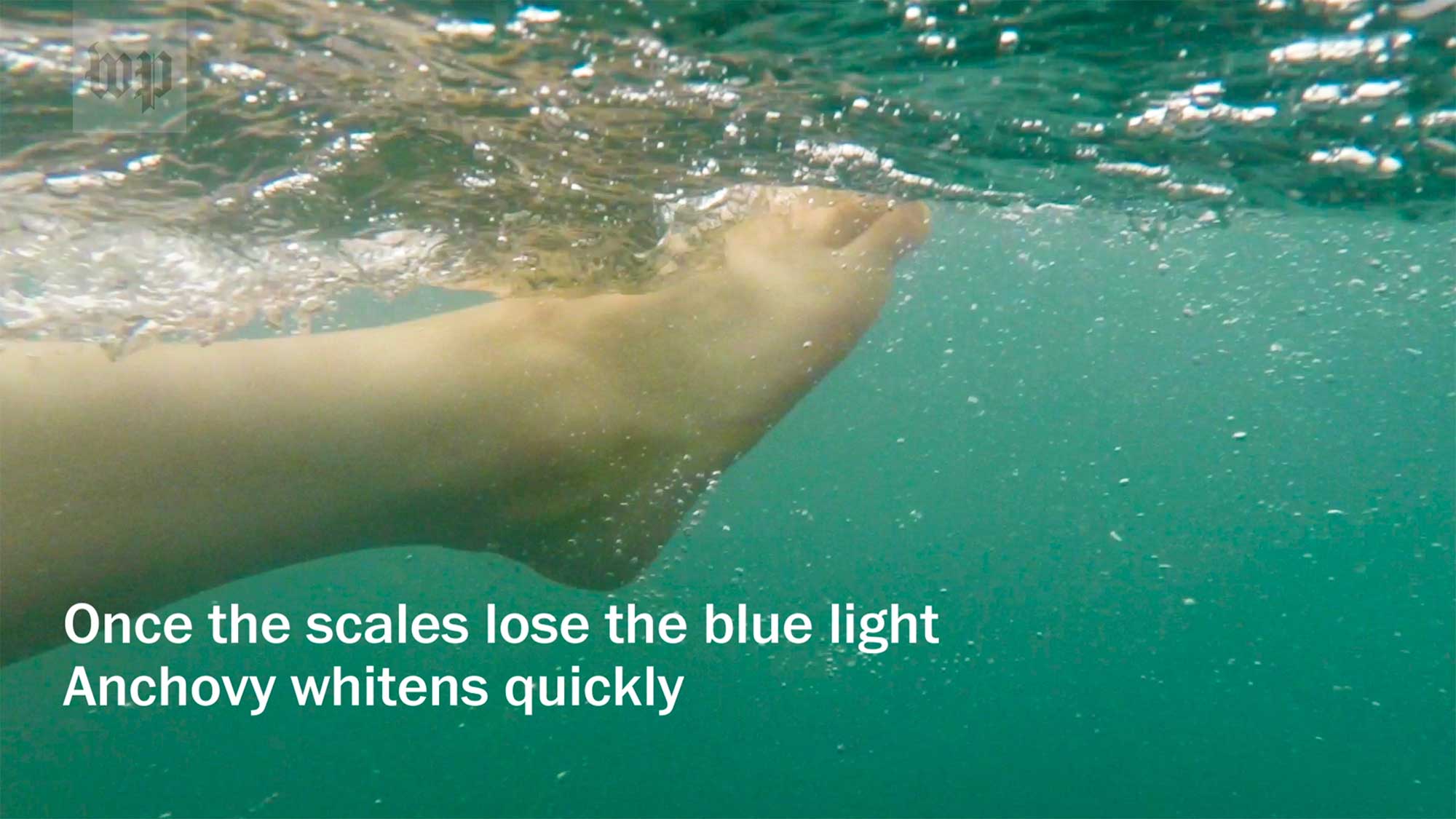North korean female refugee legs and feet float on Jeju Island waters with saturated mint green blue tone in South Korea