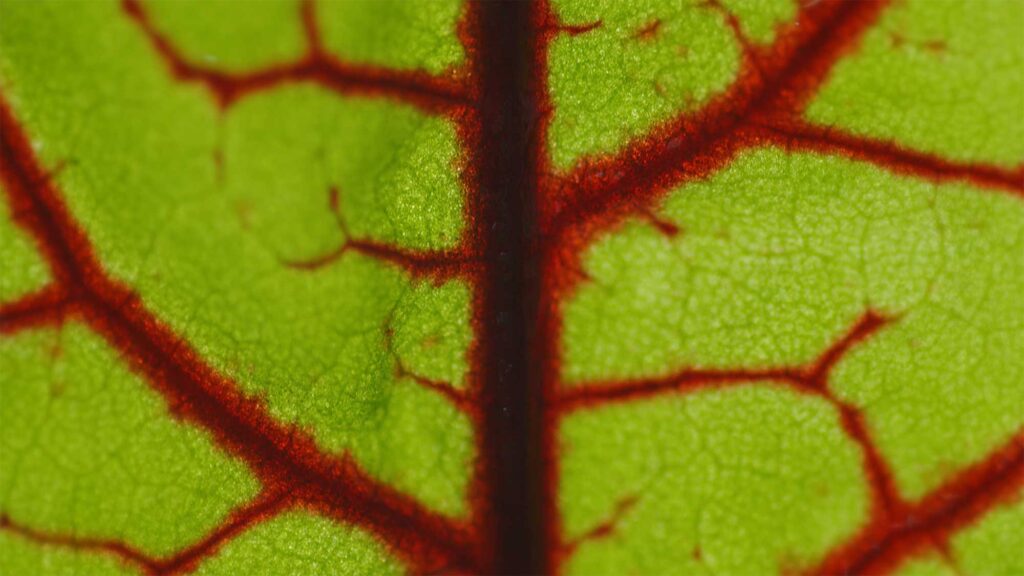 Macro detail of vibrant red-veined leaf in Smart Farm.