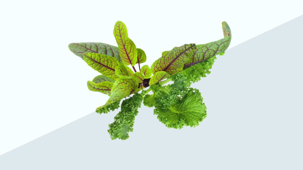 Diagonal split screen of red-veined sorrel and curly kale inside Smart Farm.