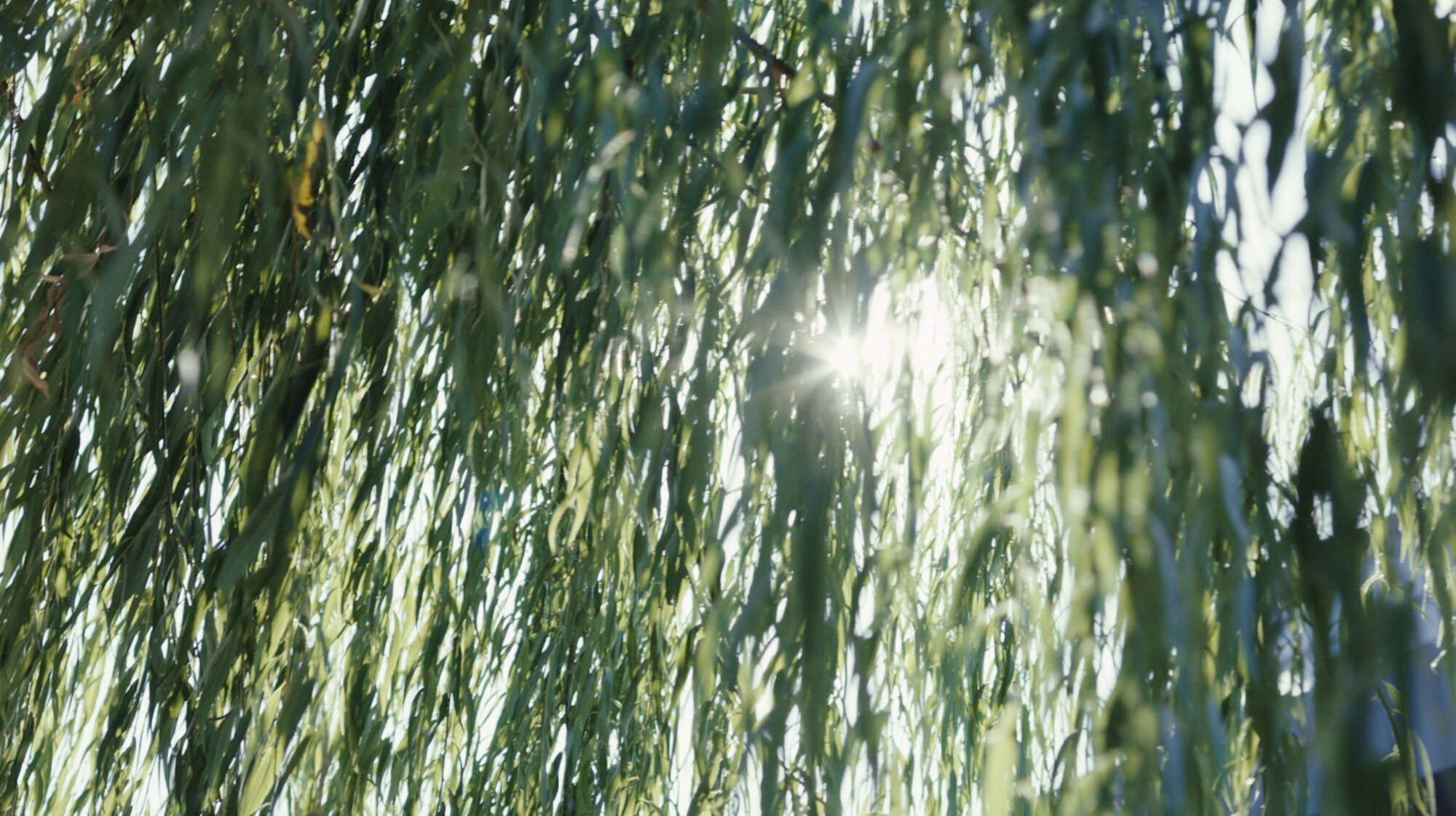 Sunlight through foliage for ZEISS House of Sun nature B-roll Jejudo