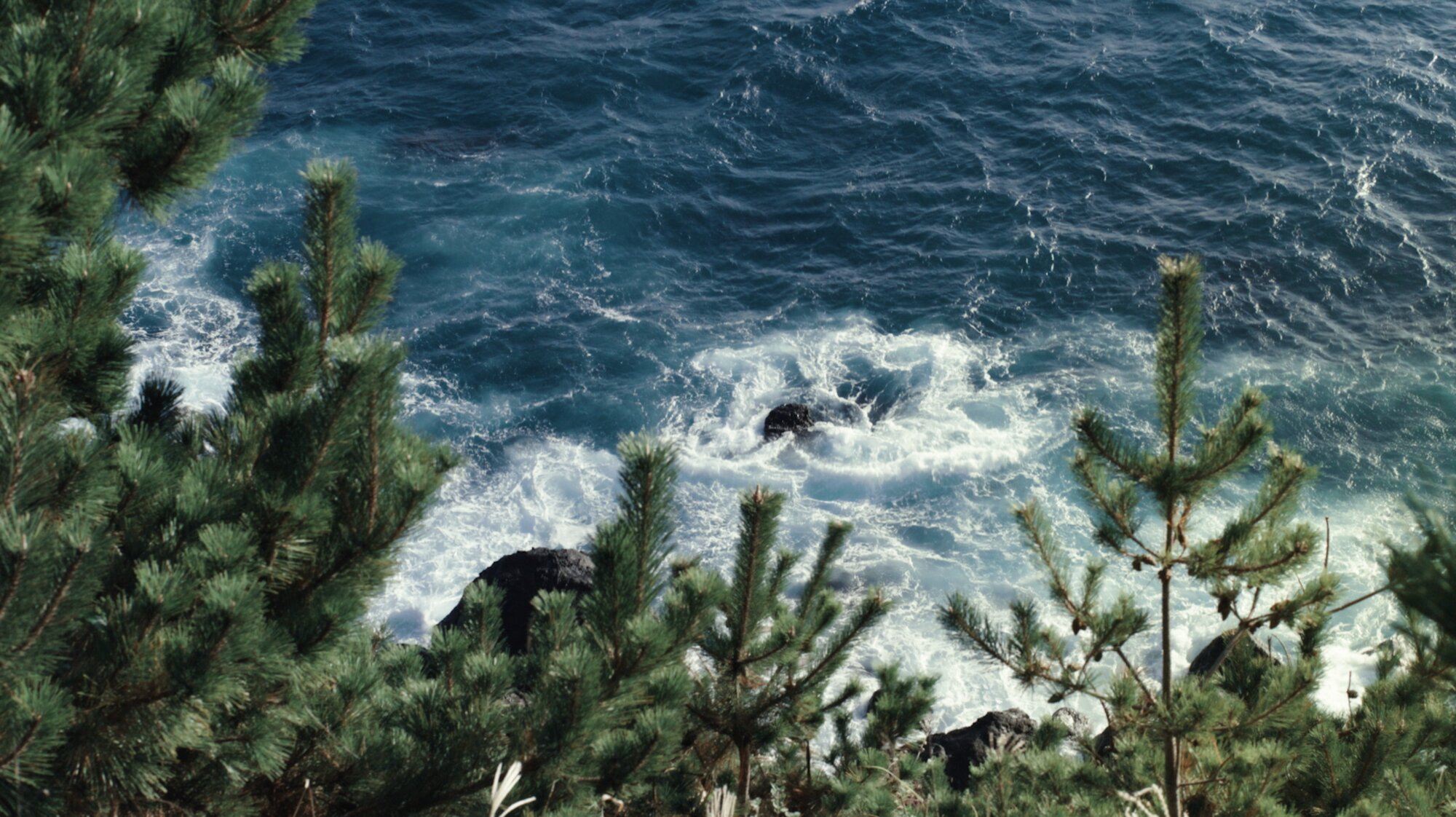 Waves on rocky coast framed by pines for ZEISS House of Sun Jejudo