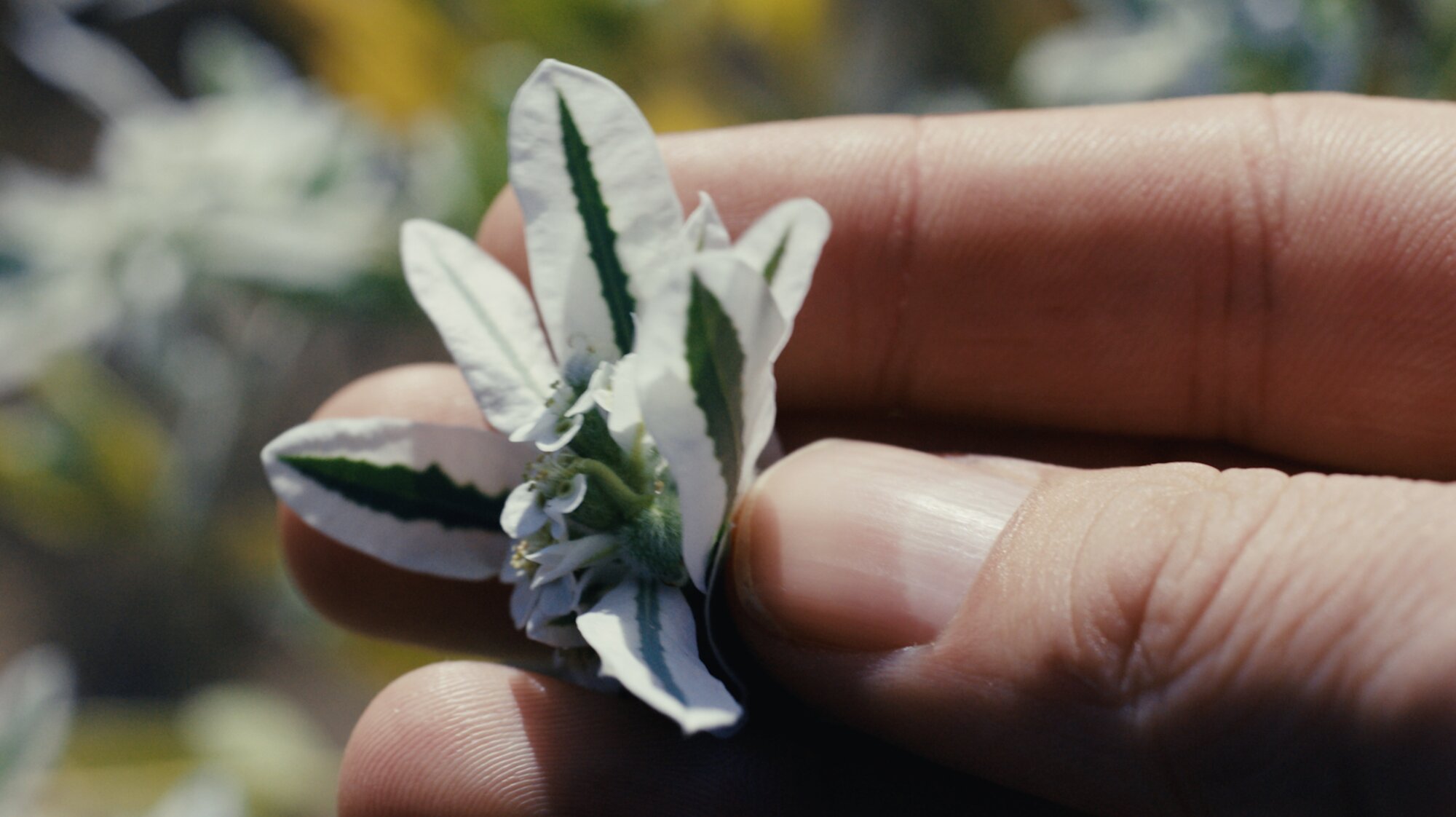 Hand holding small flower for ZEISS House of Sun nature detail Seoul