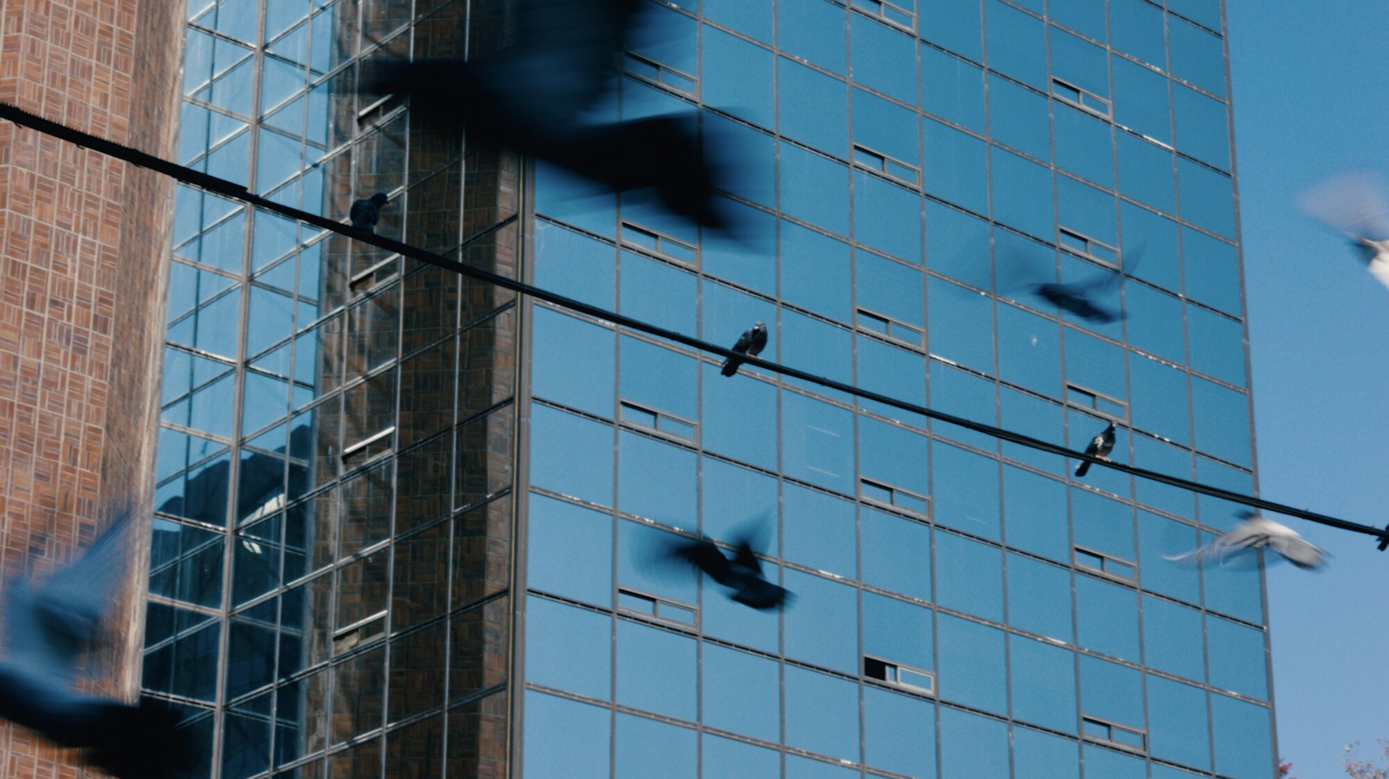 Birds crossing urban facade for ZEISS House of Sun city B-roll Seoul
