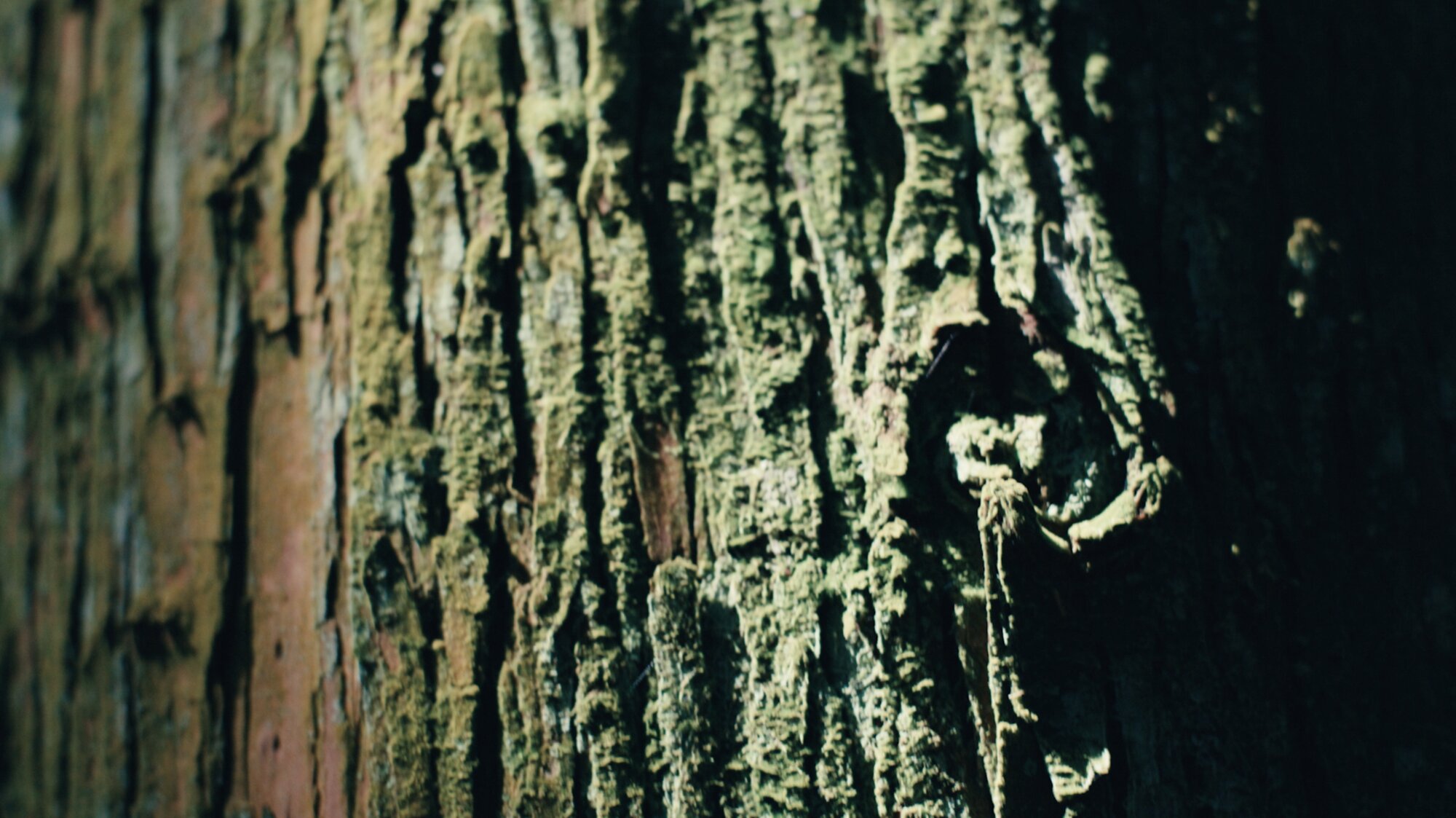 Tree bark texture close-up for ZEISS House of Sun sensory detail Jejudo