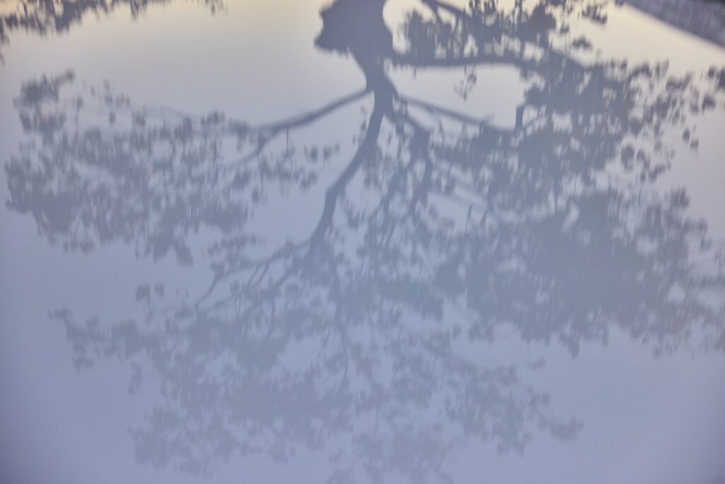 Tree reflections across EV9 bodywork at Sayuwon near Daegu.