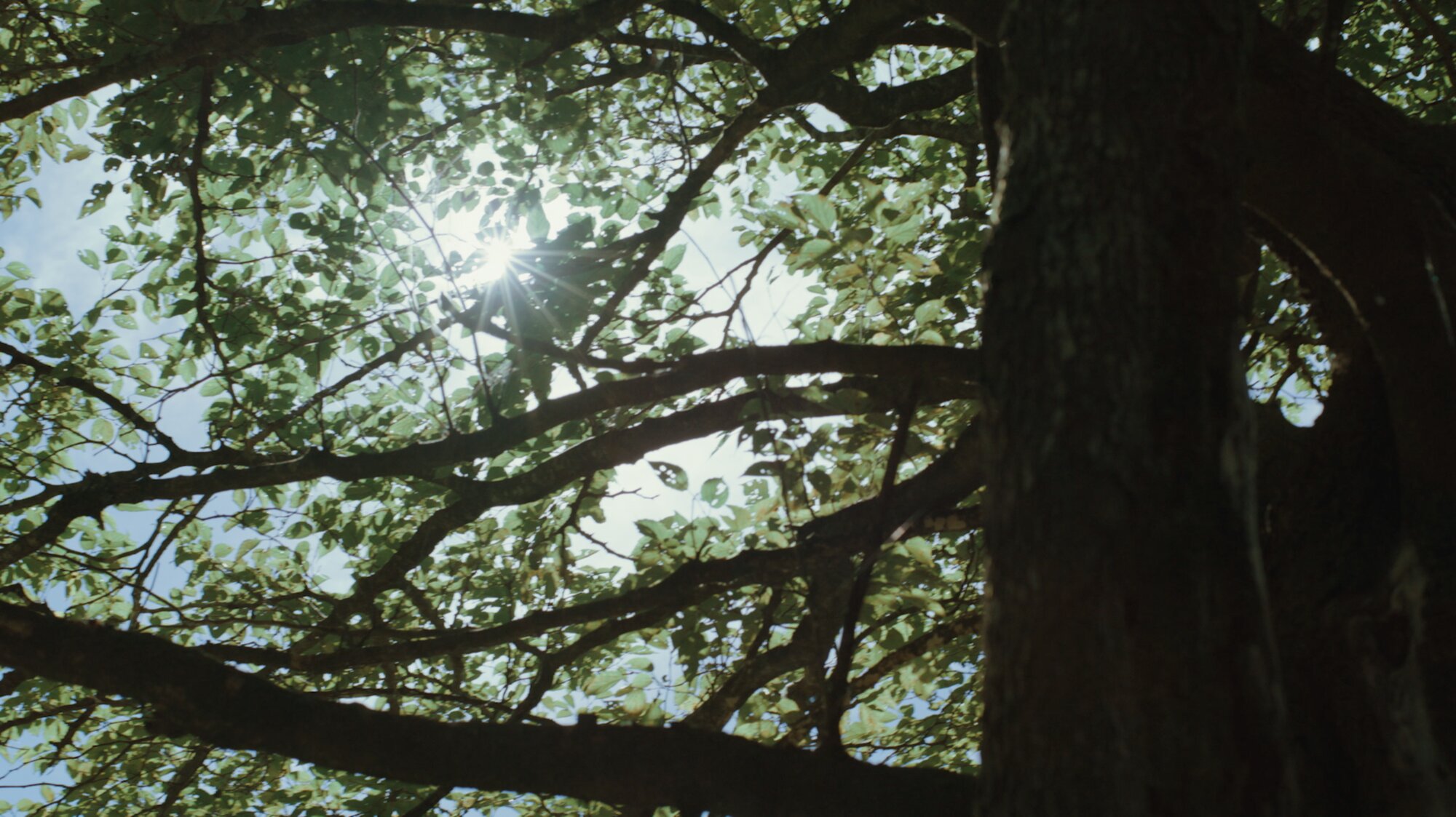 Sunlight through tree canopy for ZEISS House of Sun Seoul