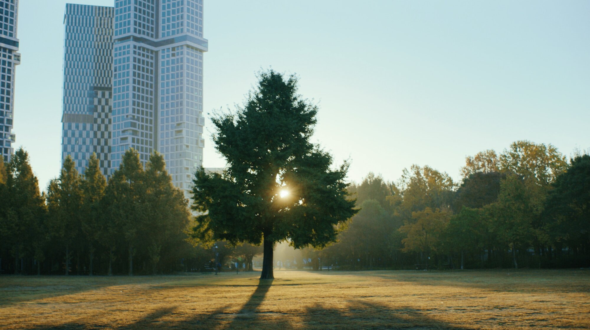 Lone tree in morning sun for ZEISS House of Sun Seoul