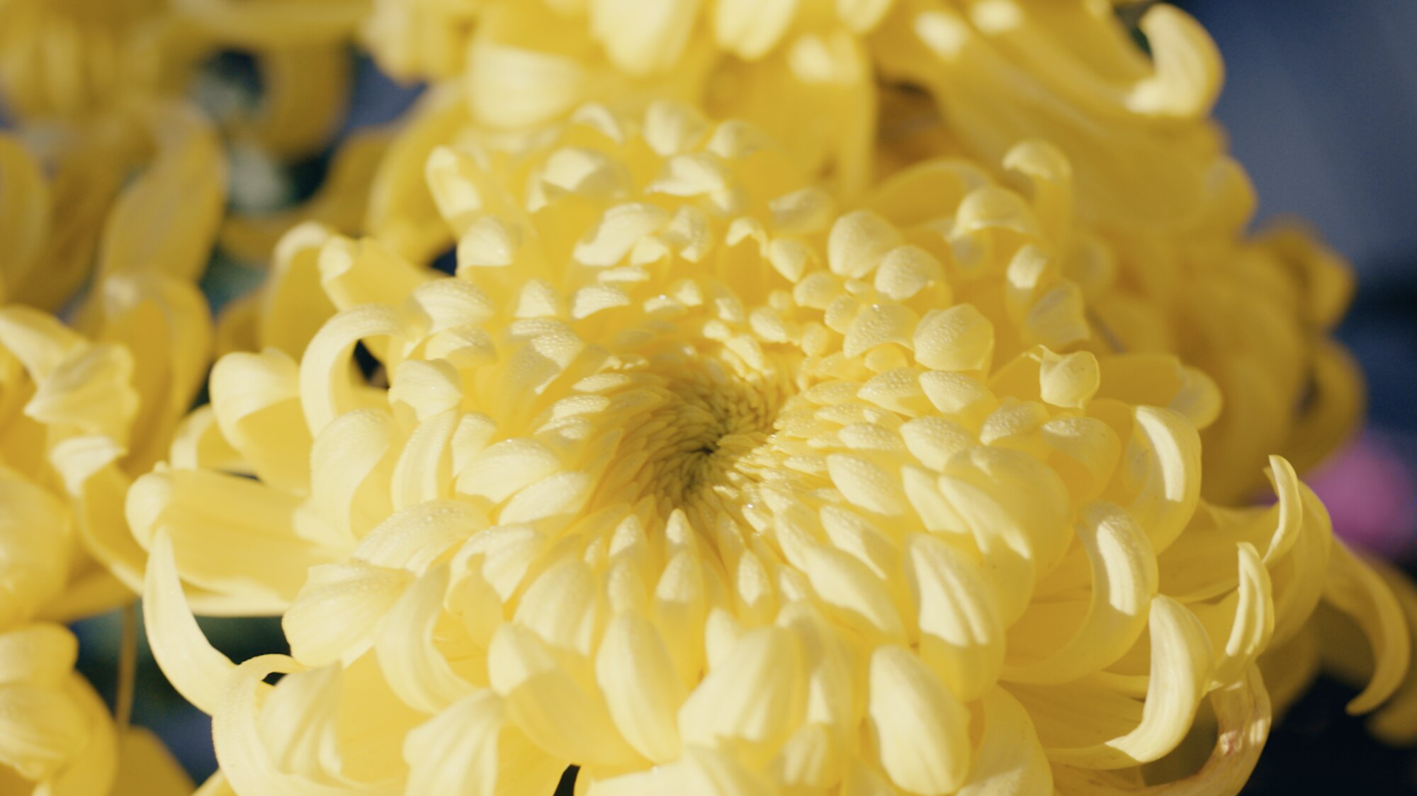 Yellow chrysanthemum macro for ZEISS House of Sun Seoul