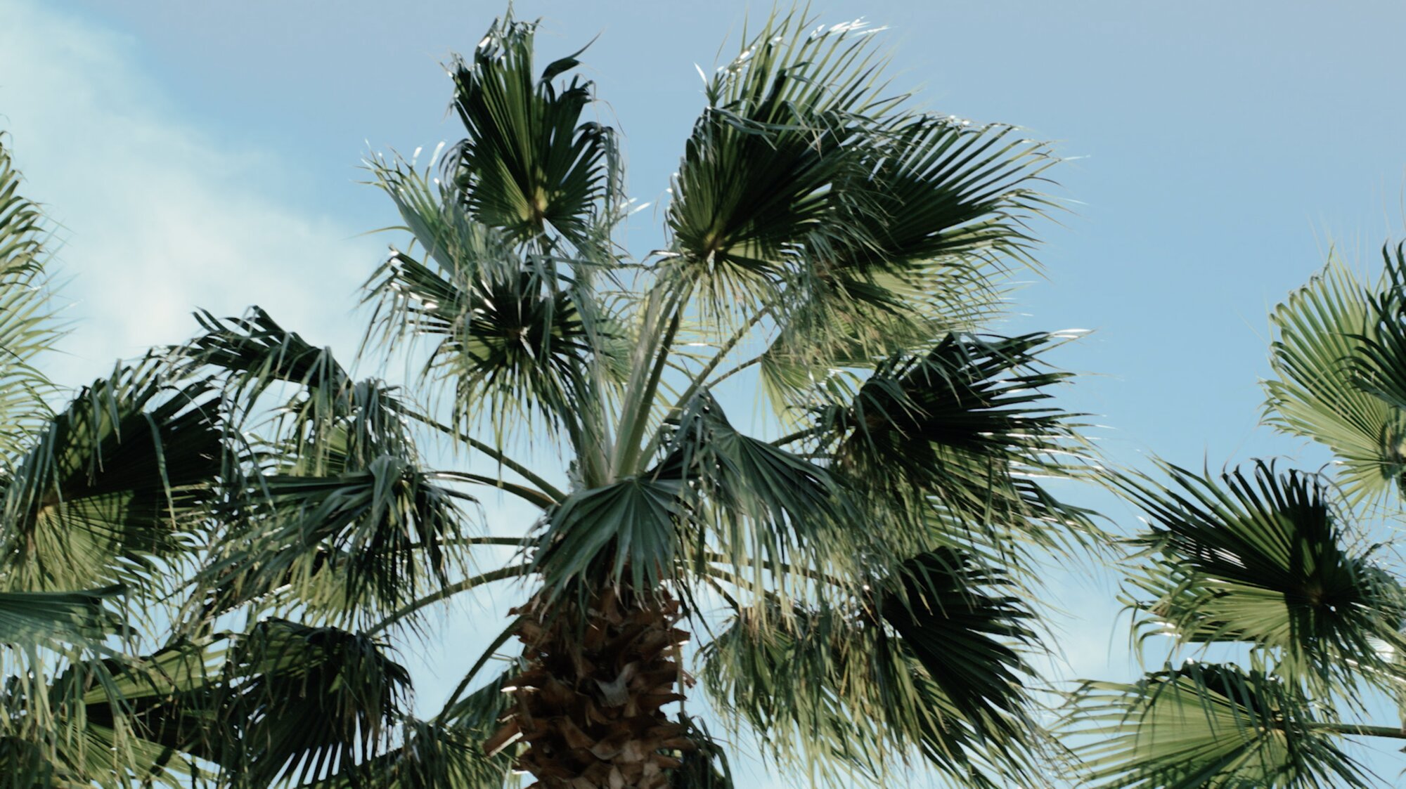 Palm canopy under clear sky for ZEISS House of Sun Jejudo