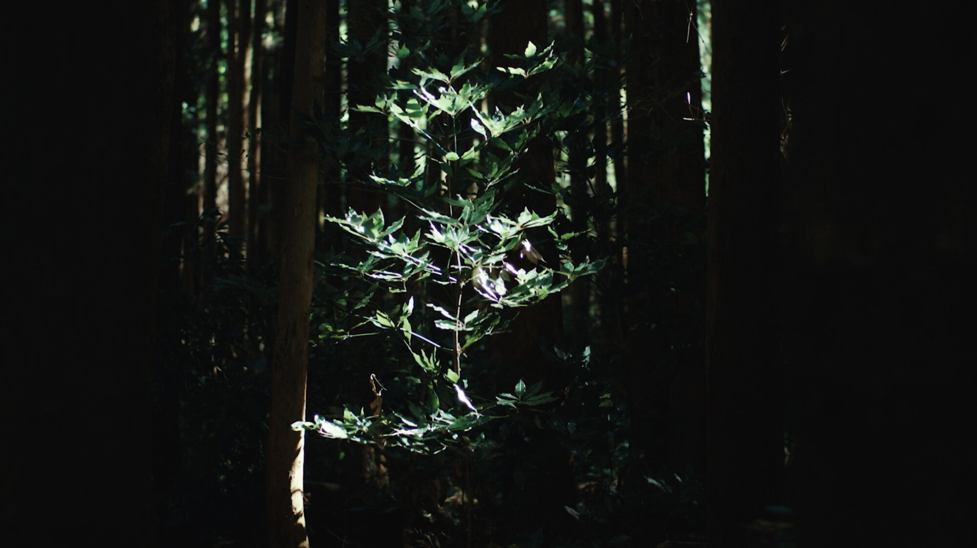 Sunlit forest sapling for ZEISS House of Sun Jejudo