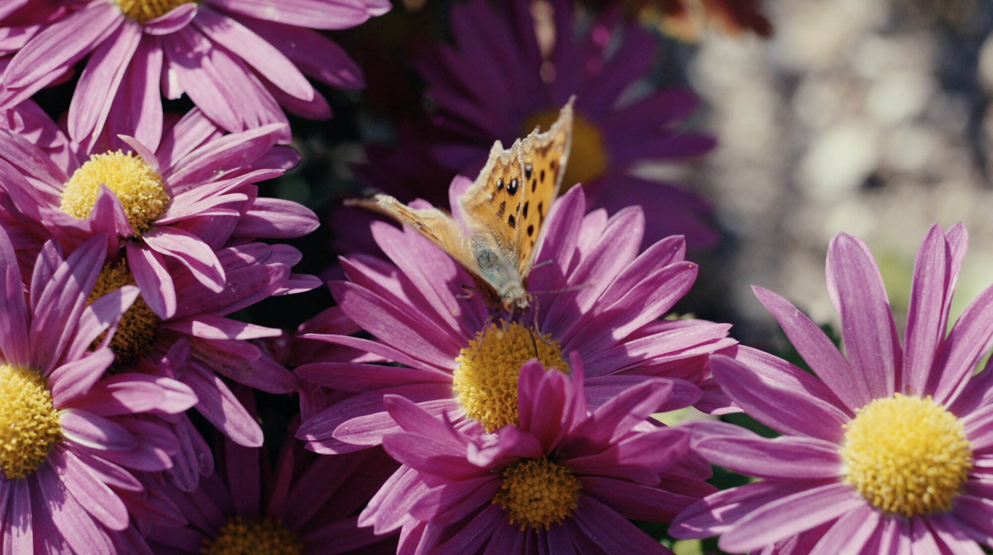 Butterfly on chrysanthemum blossoms for ZEISS House of Sun Seoul