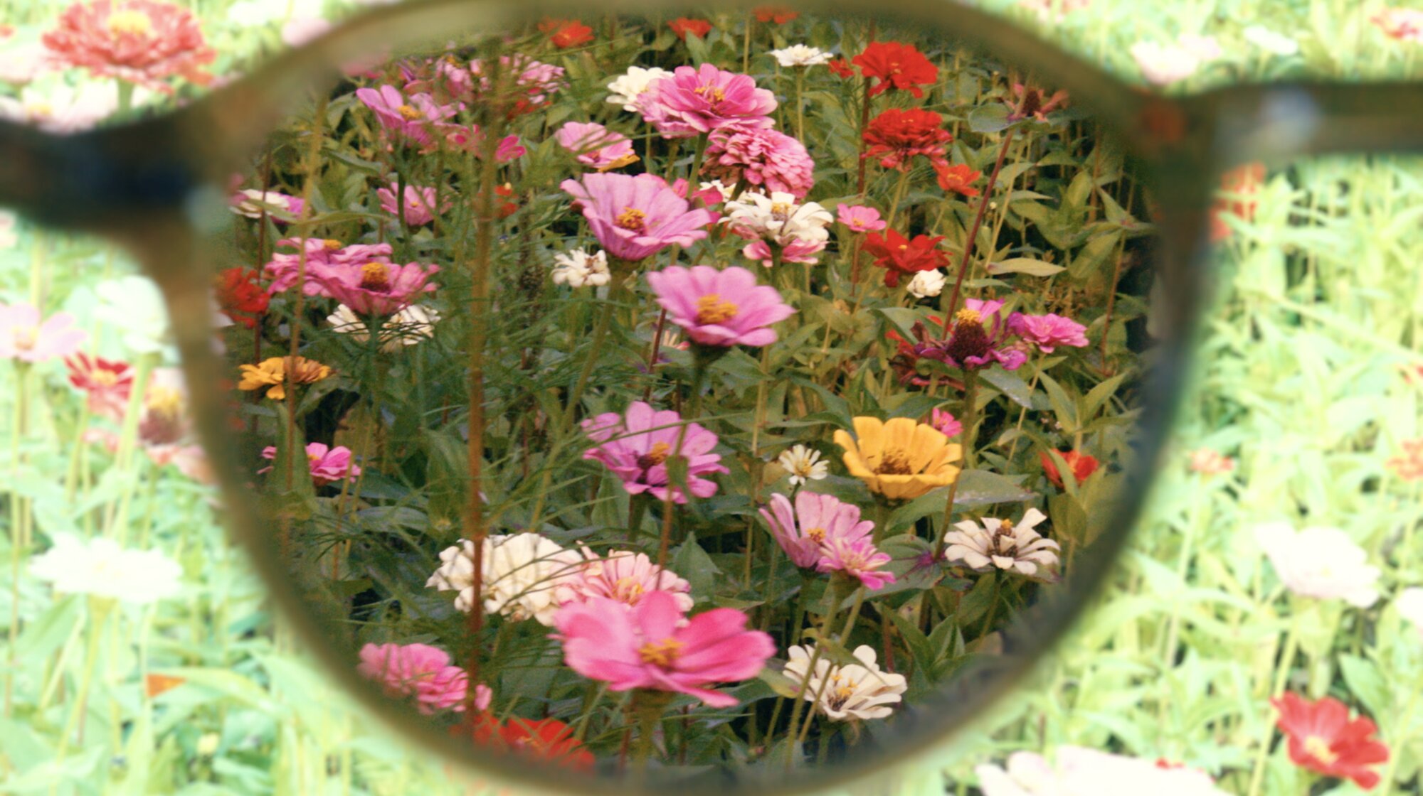 Sunglasses lens framing flower field in sunlight for ZEISS House of Sun Seoul