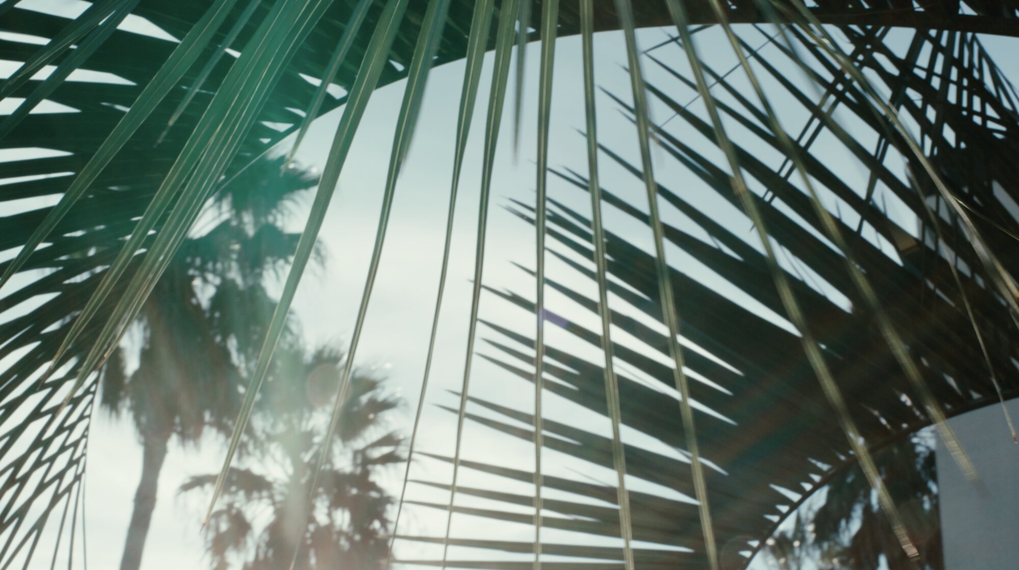Palm fronds with soft daylight and lens flare for ZEISS House of Sun Jejudo