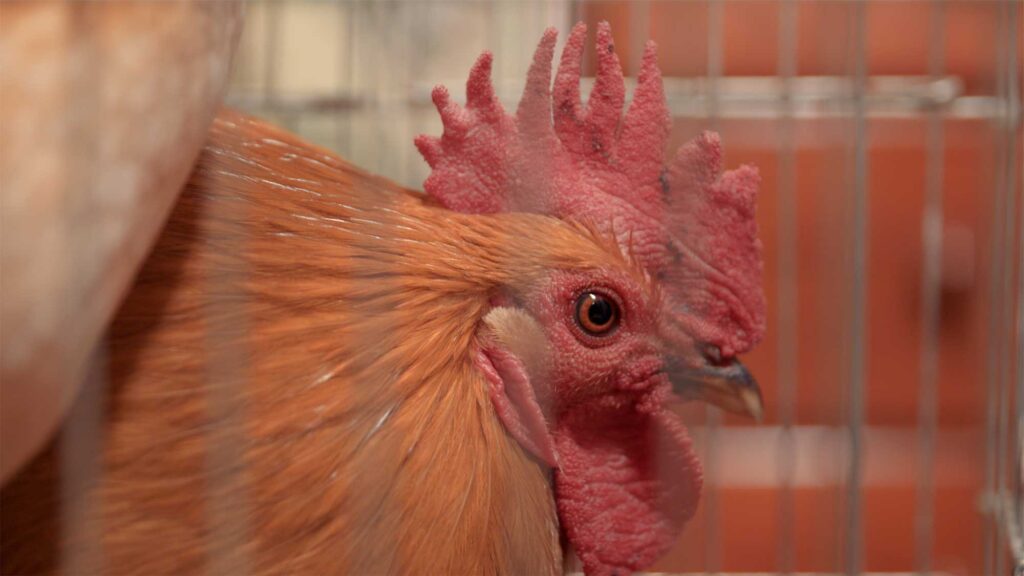 Close up of caged rooster symbolizing confinement routine and animal presence within industrial living environments in South Korea