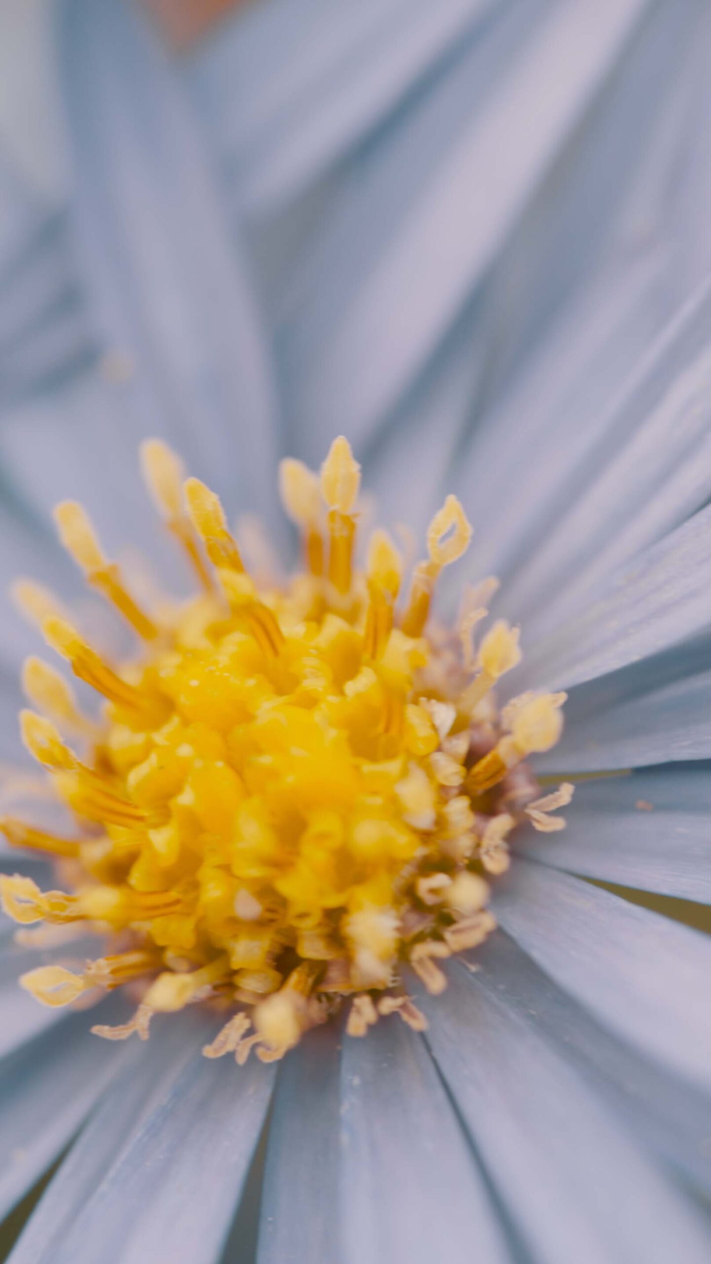 Close-up of a flower in the natural landscape at Médongaule in Yangpyeong
