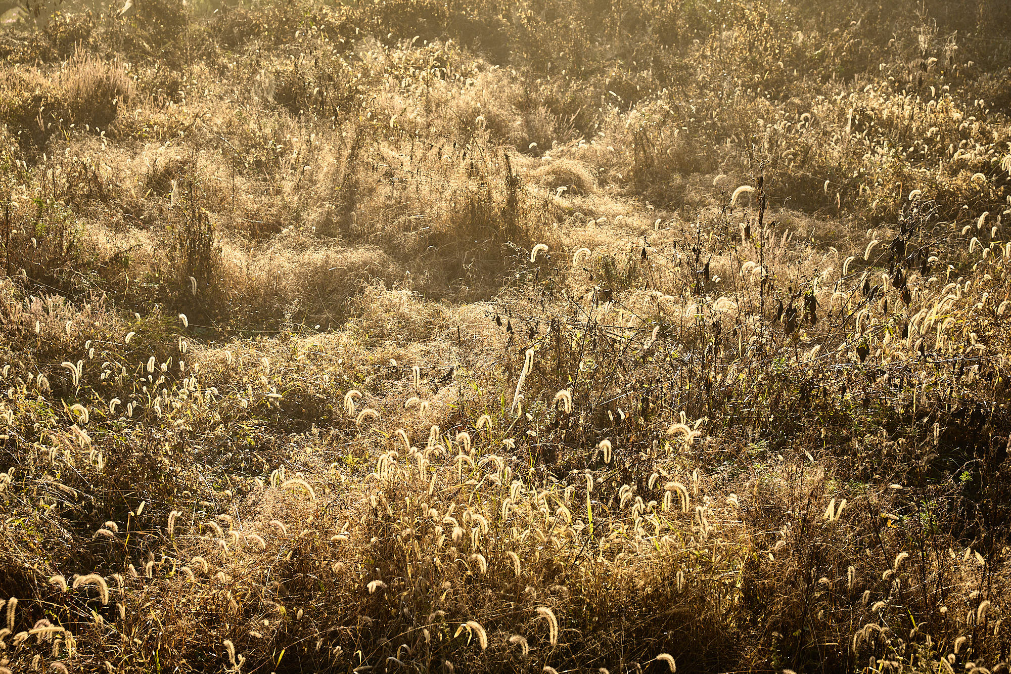 Sunlit wild grasses in the landscape surrounding Myök